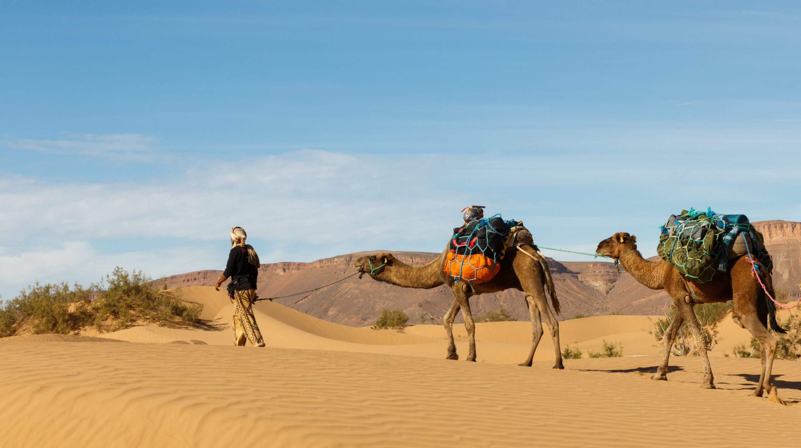 caravan of camels in the Sahara desert in Morocco