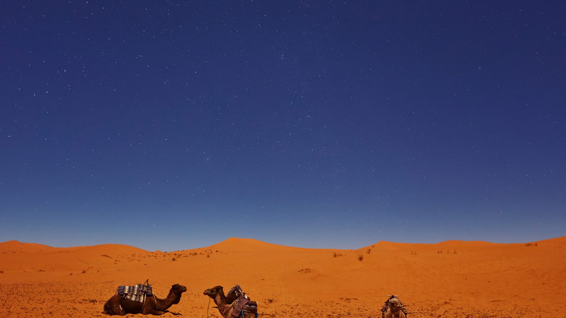 Camels sleep under the starry sky in sahara desert, Morocco.