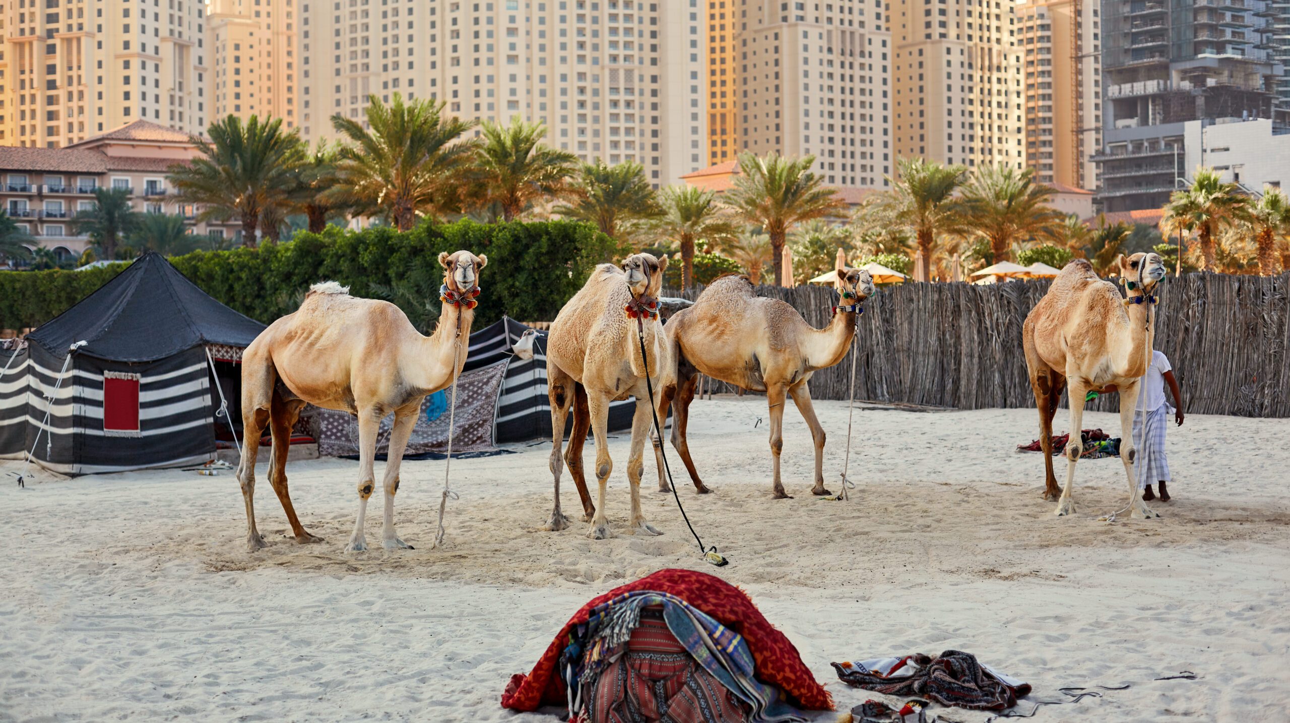 Camels stand on a beach with a Bedouin tent and skyscrapers in the background in Dubai