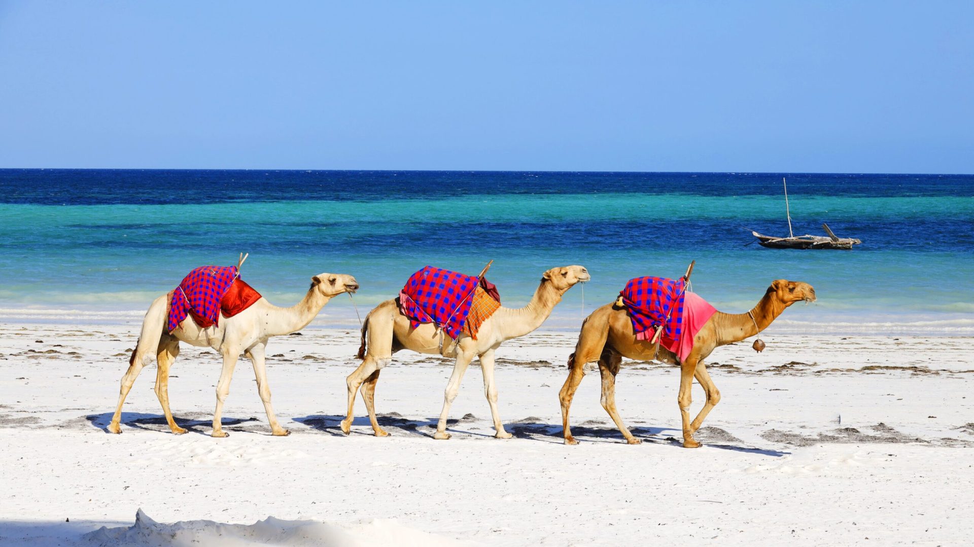 Three camels walking behind each other on Diani Beach, Kenya