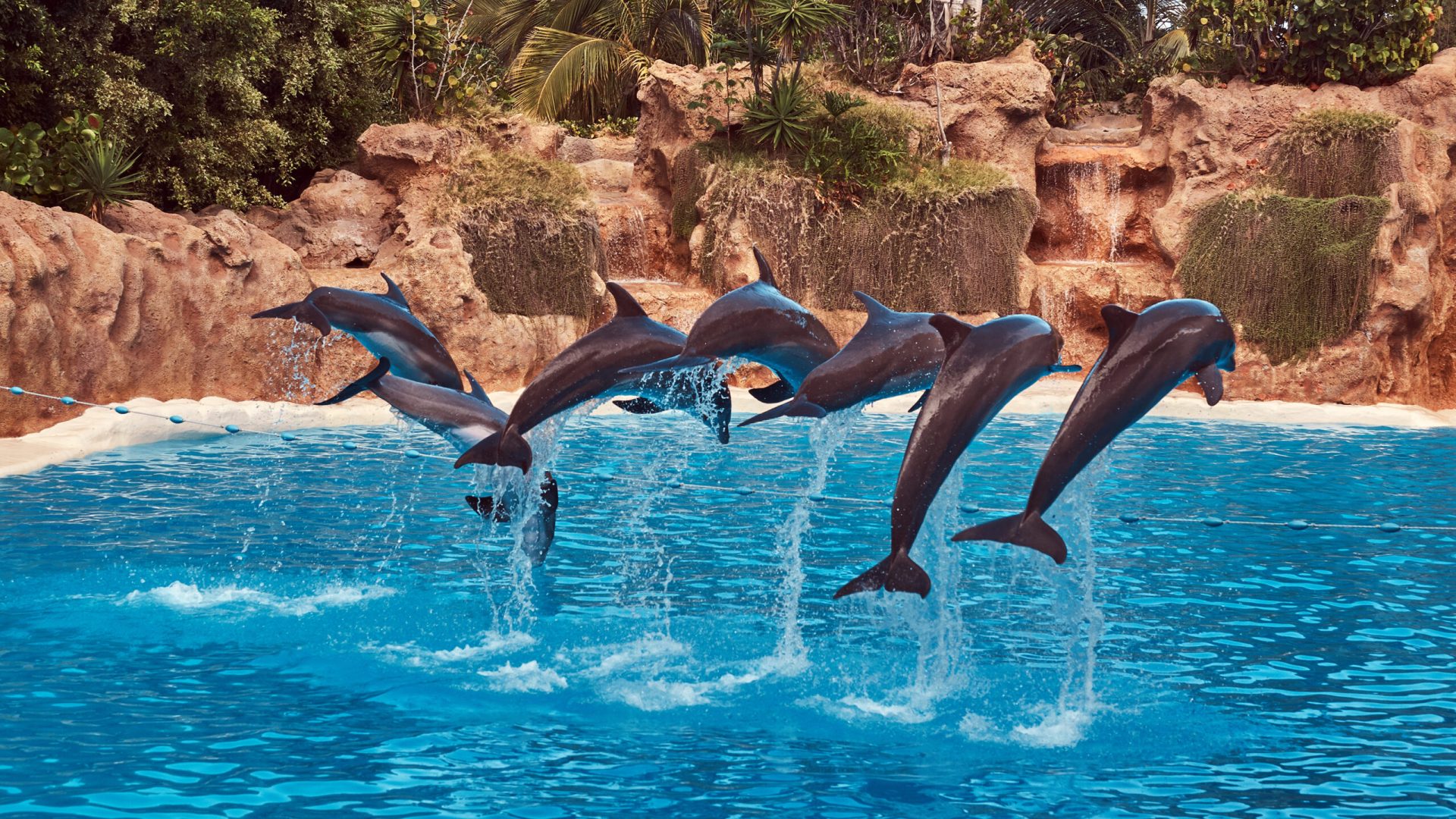 Dolphins performing during a dolphin show with their trainers in the national zoo.
