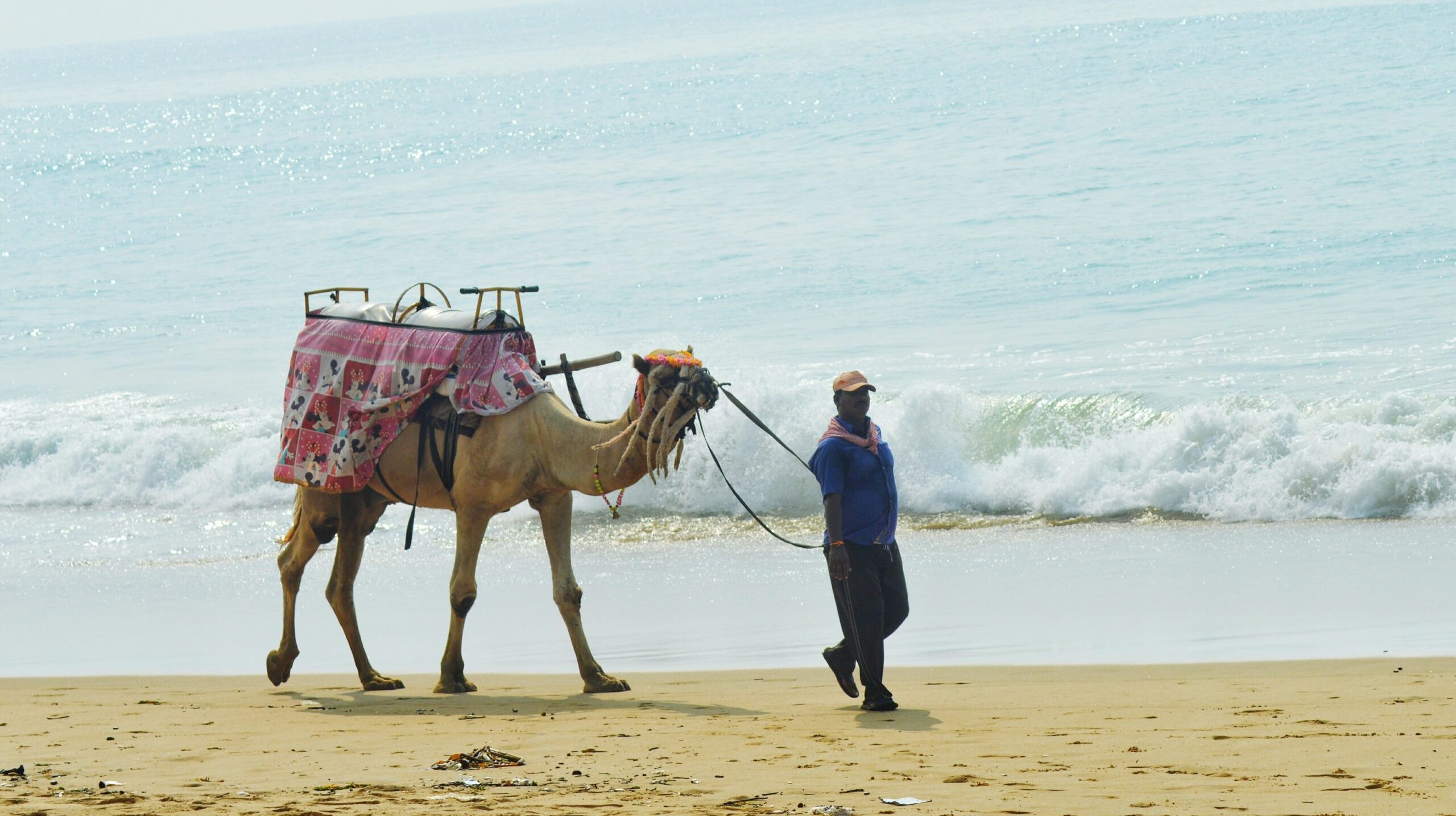 full-length-man-walking-with-camel-beach