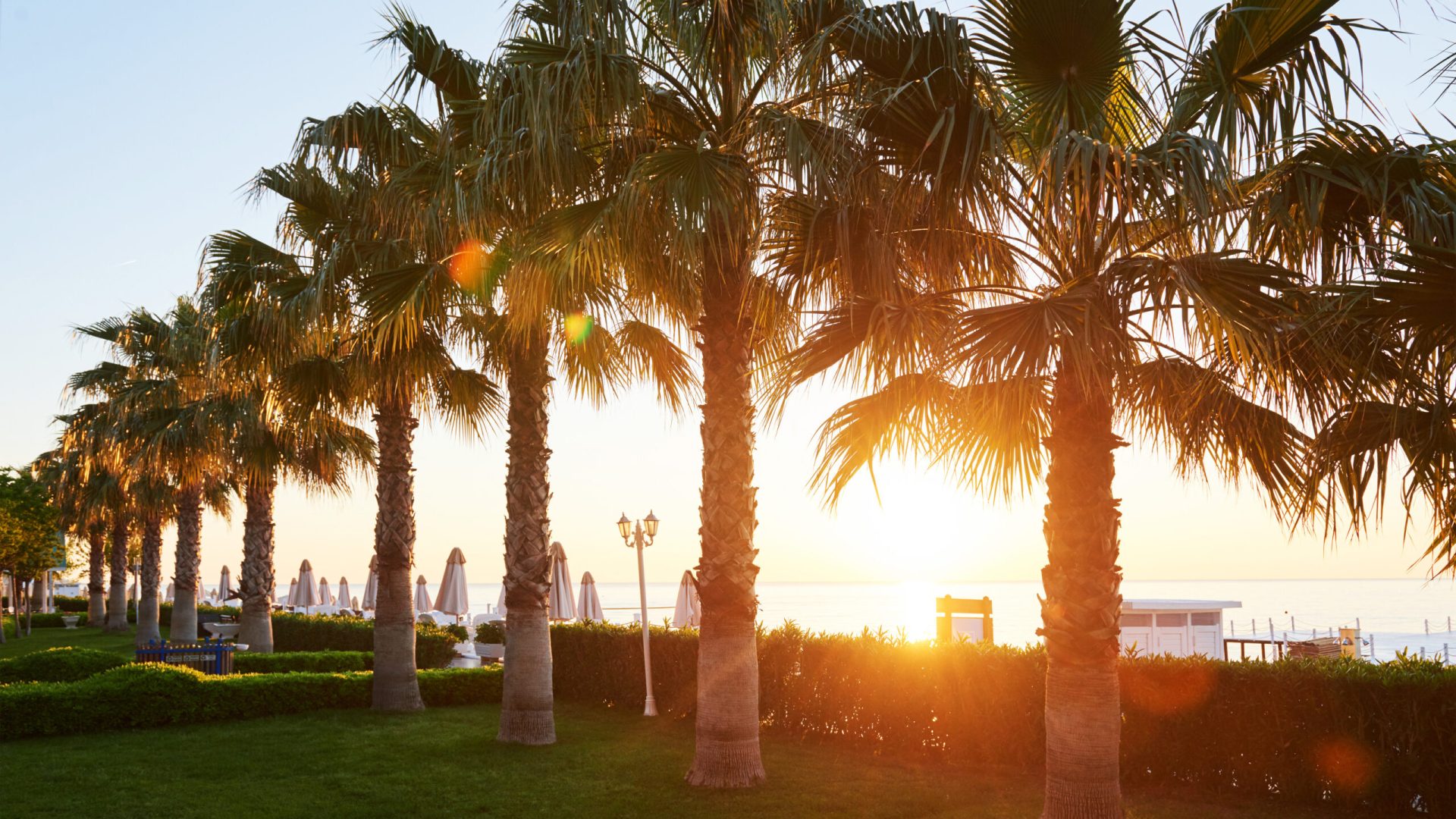 Green palm park and their shadows on the grass.