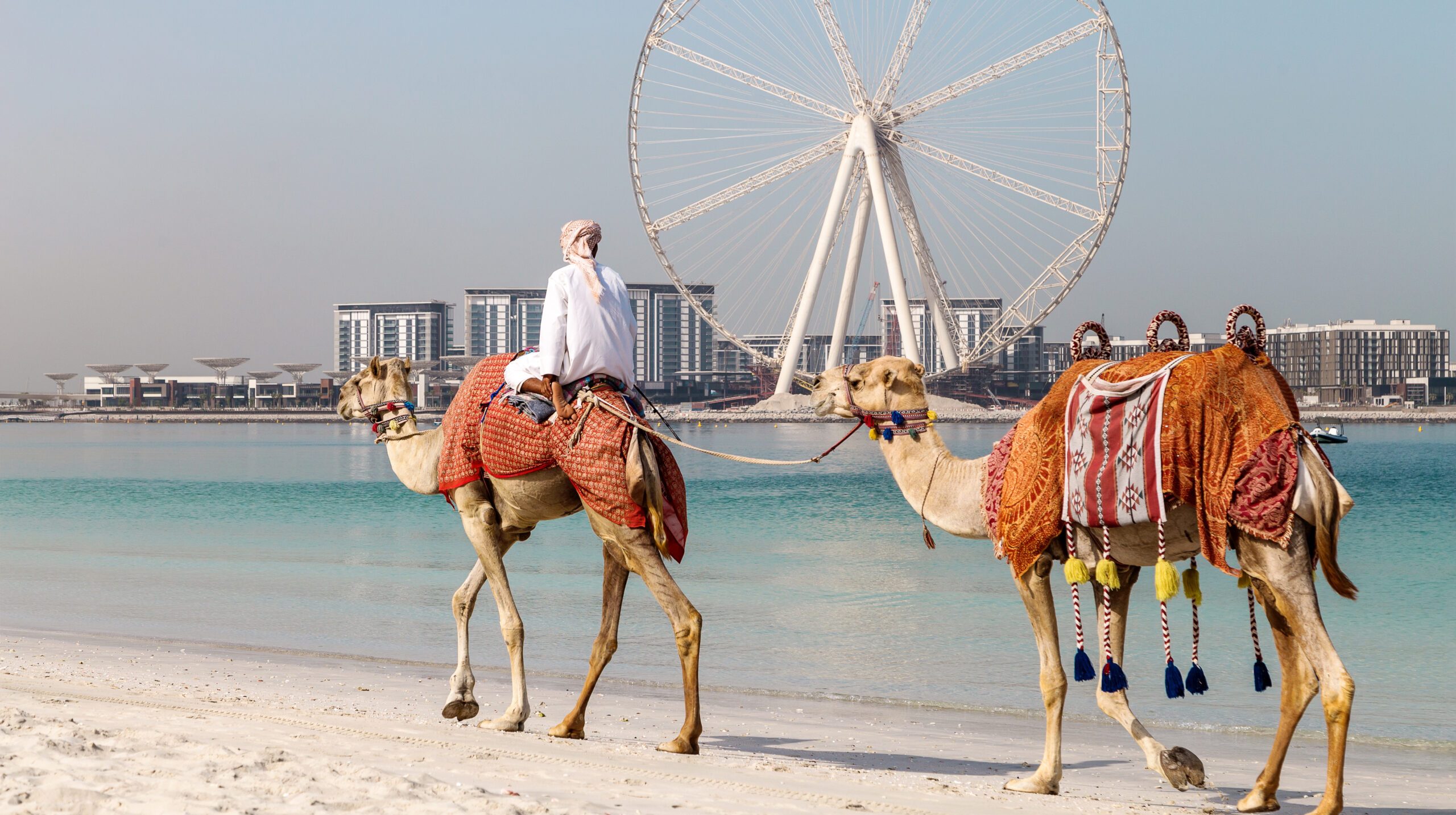 DUBAI, UAE - SEPTEMBER 2018: The beach and Dubai camels in Dubai Marina, United Arab Emirates
