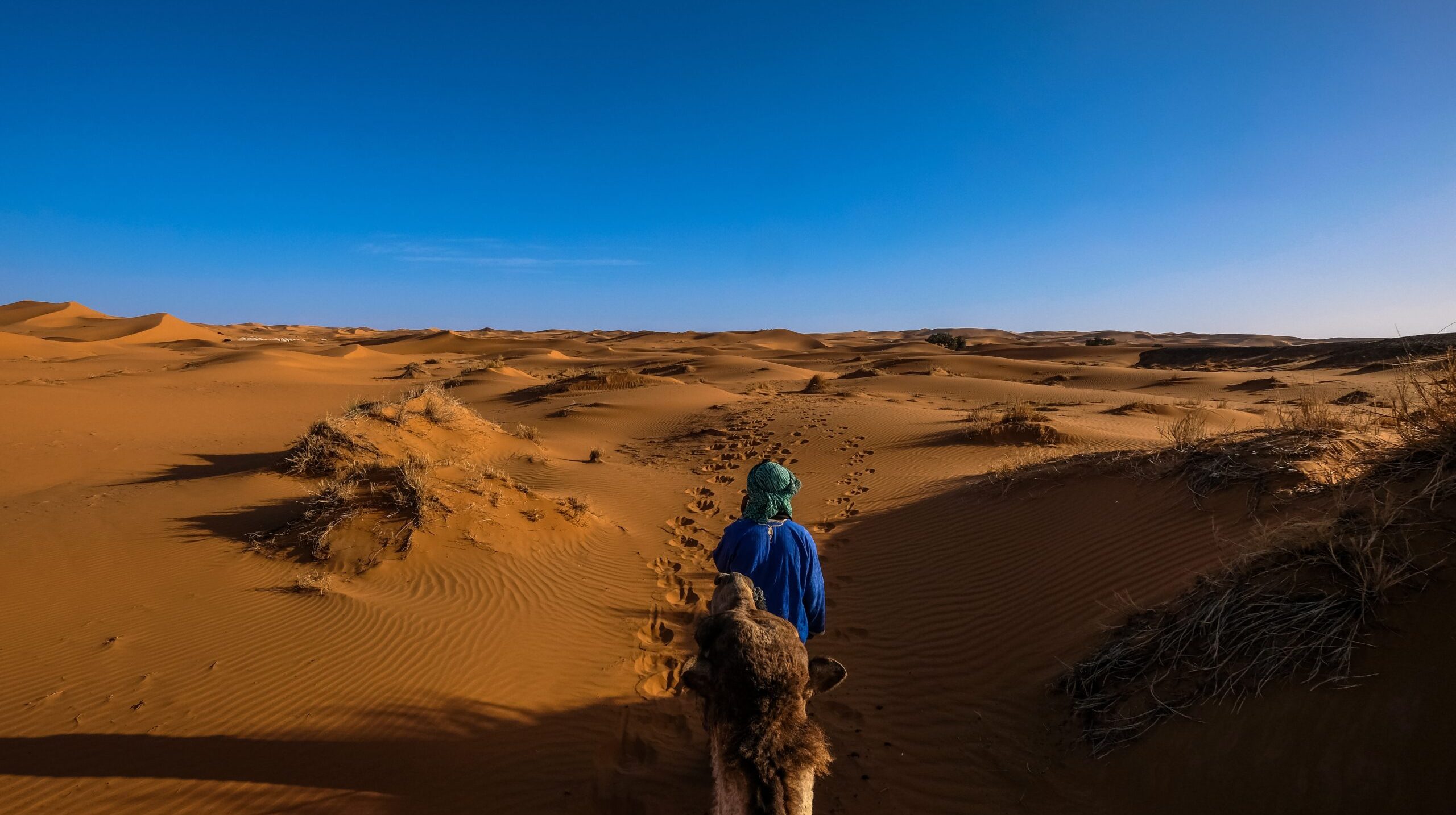 A male with a blue shirt walking in front of a camel in the middle of sand dunes with clear sky in the background