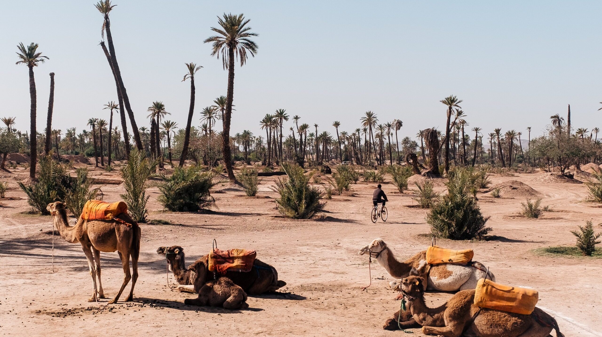 A wide angle shot of several camels sitting next to the trees of the desert