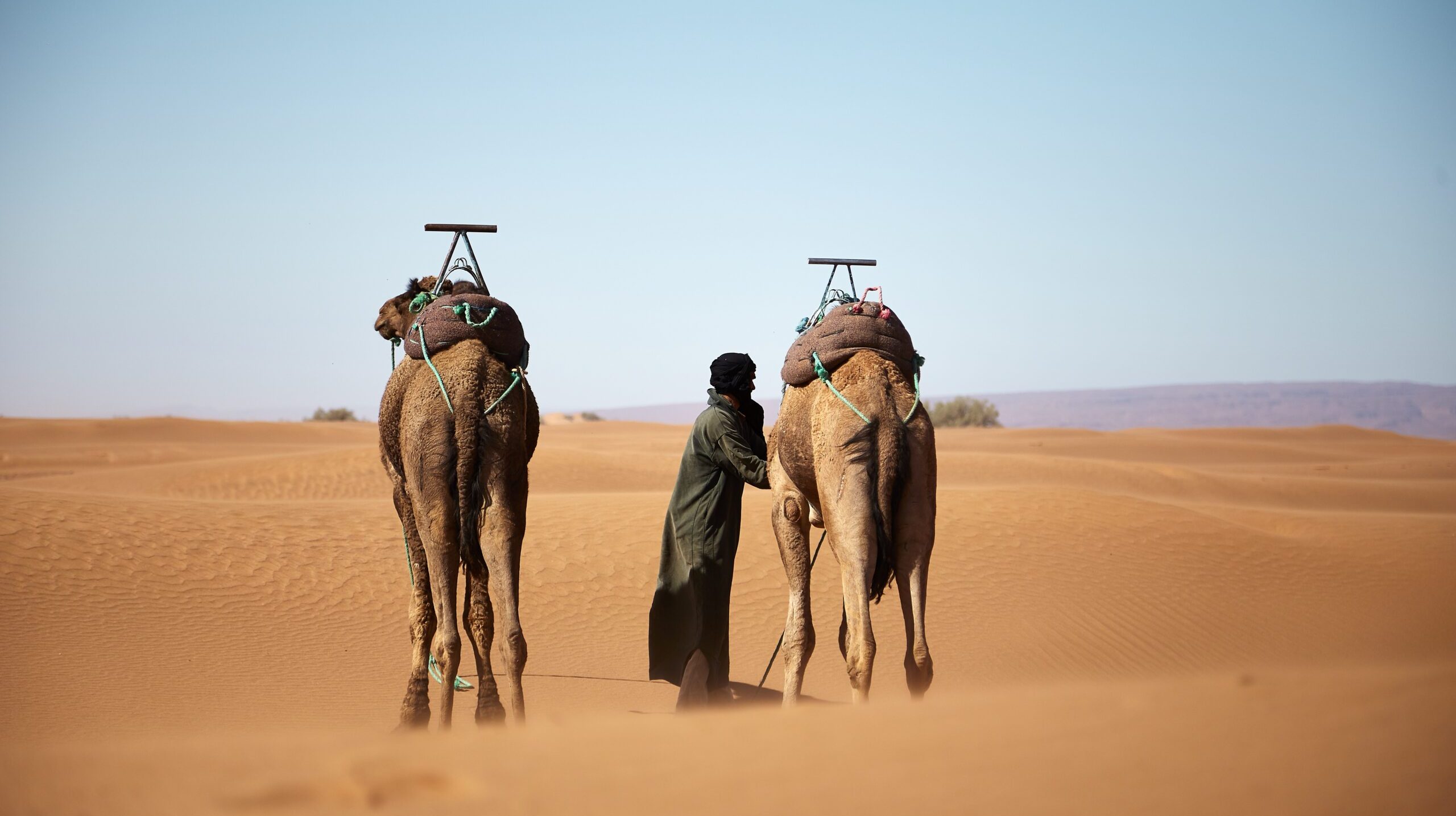 A wide shot of a male and two camels walking in the Moroccan desert during daytime